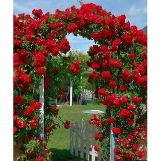 เมล็ดพันธุ์ กุหลาบเลื้อย กุหลาบ สีแดง 100 เมล็ด Red Rose Seed เมล็ดพันธุ์แ