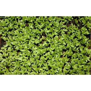 เมล็ด Garden Cress : Sprint 1กรัม/450 เมล็ด