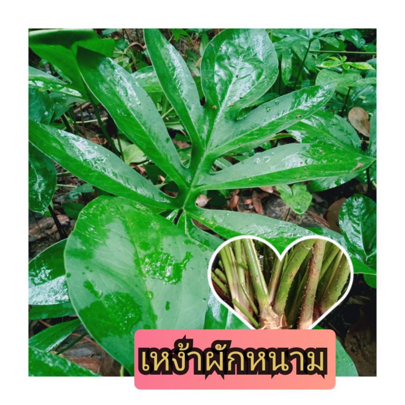 เหง้าผักหนาม30เหง้าแถม2(ไซสใหญ่เเพื่อขยายพันธ์ุ
