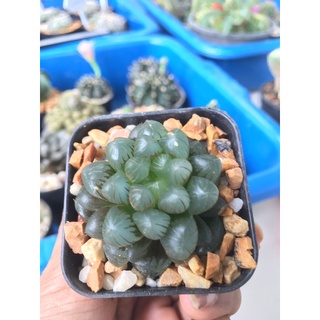 Haworthia obtusa hybrid ฮาโวเทีย