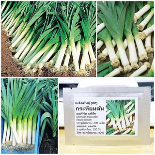 เมล็ดพันธุ์ กระทียมต้น (American Flag Leek Seed) บรรจุ 200+ เมล็ด คุณภาพดี ราคาถูก ของแท้ 100%