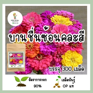 เมล็ดพันธุ์ บานชื่นดอกซ้อนคละสี  จำนวน 300 เมล็ด เมล็ดพันธุ์OPแท้ อัตราการงอกสูง