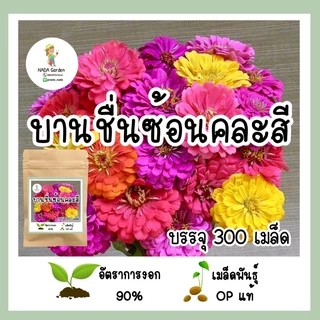 เมล็ดพันธุ์ บานชื่นดอกซ้อนคละสี จำนวน 300 เมล็ด เมล็ดพันธุ์OPแท้ อัตราการงอกสูง