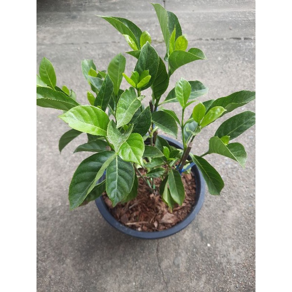 (พร้อมส่ง1-2วัน) พุดน้ำบุศย์ ดอกหอม กระถาง 11 นิ้ว