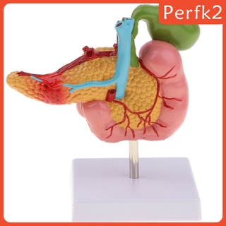 [perfkfcMY] 2 1:1 Lifesize Human Pancreas Duodenum Gallbladder Pathological Anatomy Model HV6P