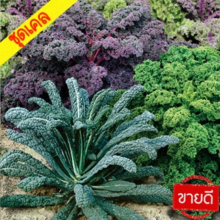 เคล📌10แถม1!!🎯ถูกที่สุด 10บ.🎯เมล็ดพันธุ์เคลทุกสายพันธุ์ 5-100…