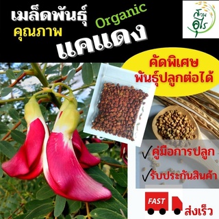 เมล็ดพันธุ์แคแดง ดอกแค สีแดง เมล็ดพันธุ์อินทรีย์ ปลูกต่อได้ แคแดง ต้นแค organic ผักสวนครัว สมุนไพร จัดสวน แต่งสวน สุขภาพ