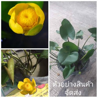 ขายต้นพันธุ์ ดอกบัวญี่ปุ่น 1 ต้น ทองอนันต์