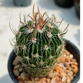 Cake Cactus Farm กระบองเพชร Echinofossulocactus คลื่นสมอง หนามดาบ