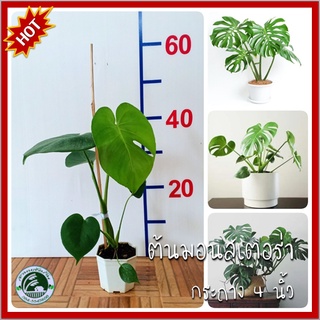 ต้นมอนสเตอร่า มอนสเตอร่า Monstera Swiss Cheese Plant พลูฉีก พลูแฉก ต้นพลู ต้นพลูฉีก ต้นพลูแฉก (เลือกต้นได้)