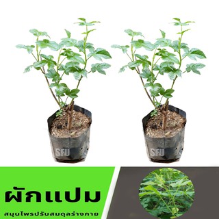 ต้นผักแปม ผักพื้นบ้าน  ผักพื้นบ้านล้านนา สูง 35-45 cm. แพ็ค 2 ต้น