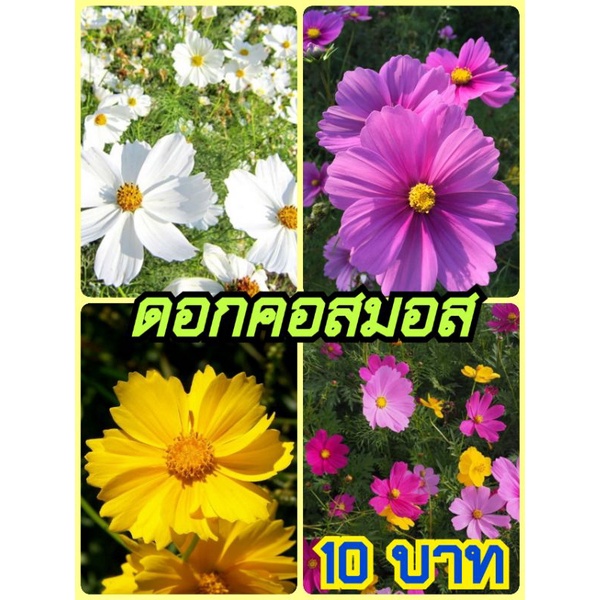 My Image 48
