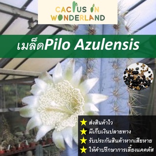 เมล็ด Pilo Azulensis เมล็ดแคคตัส เมล็ดกระบองเพชร