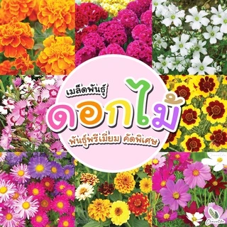 [ติดตามลด 20%] เมล็ดพันธุ์ดอกไม้ เมล็ดใหม่คัดพิเศษ แบ่งขาย เหมาะสำหรับบ้านและสวนขนาดเล็ก