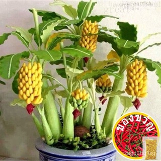 Dwarf Banana Tree Seeds Mini Bonsai Plant Exotic Rare Fruits Garden Decorซื้อ 1 แถม 1，50 เมล็ด (ไม่ใช่พืช)裙子/芹菜/园艺/生菜/苹果