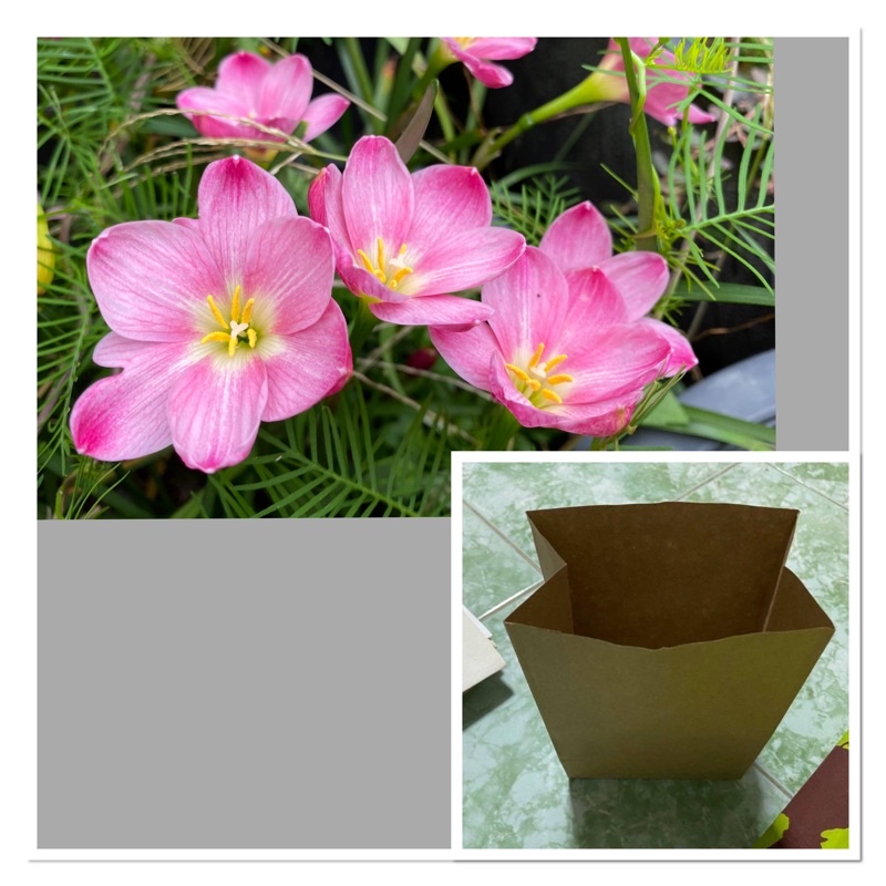 ญ25ถ.หัวดอกบัวดิน Pt.K.Rarai หัวละ 15 บาท