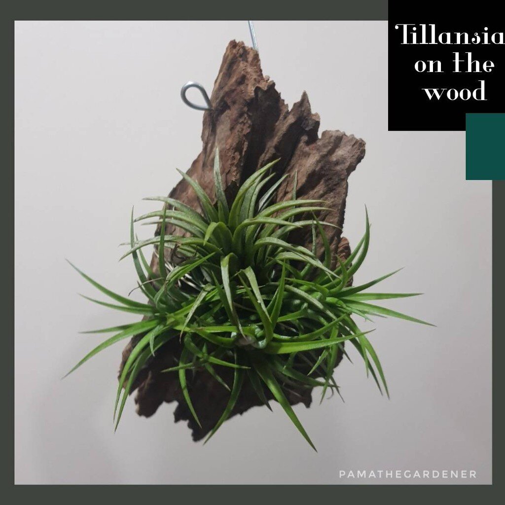 ทิลแลนเซียบนรากไม้ พร้อมลวดแขวน *ปกติใบเป็นสีเขียว