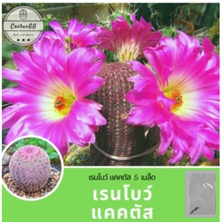 เรนโบว์ แคคตัส ของมันต้องมี (5 เมล็ด) Echinocereus Pectinatus