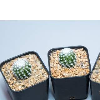 แมมลูกกอล์ฟ Mammillaria Humboldtii แคคตัส กระบองเพชร cactus&amp;succulent