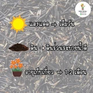 เมล็ดพันธุ์ดาวเรืองสีเหลือง ⭐️300 เมล็ด เมล็ดพันธุ์แท้ อัตราการงอกสูง 🌱