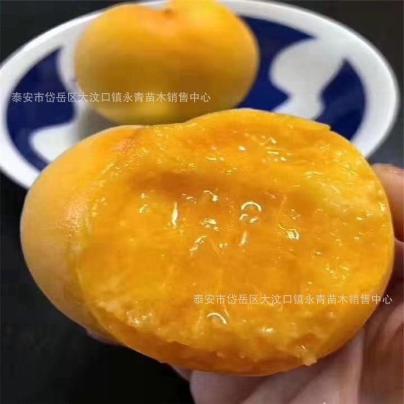 ต้นโดนัทพีชสีเหลืองปลูกง่ายทนร้อนเป็นต้นเสียบยอดอายุสองปีปลูกได้ทุกที่ของไทยอยู่กลางแจ้งได้ดี - รูปที่ 3