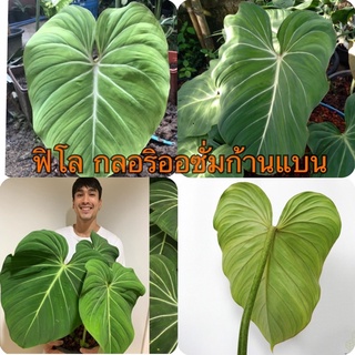 philodendron gloriosum/ ฟิโล กลอริออซั่มก้านแบน