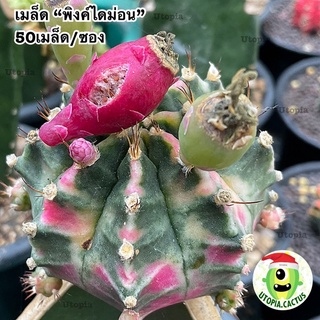 50เมล็ด/1ซอง เมล็ดจากแม่พันธุ์แคคตัส “พิงค์ไดม่อน” /// Utopia.cactus