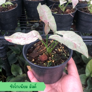 Syngonium milk confetti  ซิงโกเนียมมิ้วคอนฟิททิ/ มิ้วคอนเฟตติส่งพร้อมกระถาง