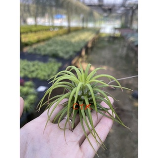 Ionantha Curly leaf.