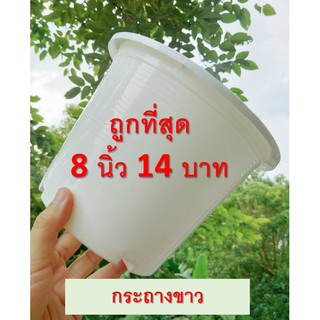 กระถางต้นไม้พลาสติกสีขาว 8 นิ้ว
