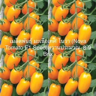 เมล็ดพันธุ์ มะเขือเทศ โนว่า (Nova Tomato F1 Seed) หวานประมาณ  8-9  Brix บรรจุ 3 เมล็ด คุณภาพดี ของแท้ 100%