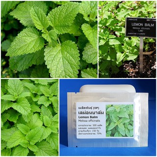 เมล็ดพันธุ์ เลม่อนบาล์ม มินต์ (Lemon Balm Seed) บรรจุ 500 เมล็ด คุณภาพดี ราคาถูก ของแท้ 100%