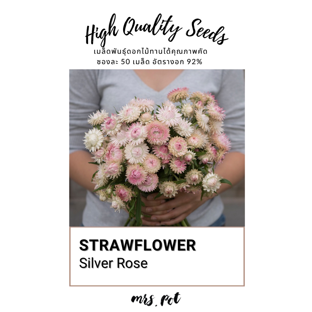 #เมล็ดดอกไม้ #นำเข้าจากอเมริกา #ดอกกระดาษ #สายพันธุ์SilverRose #ดอกไม้แห้ง