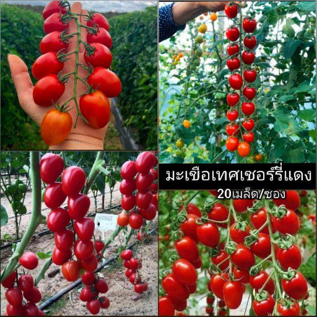 My Image 4