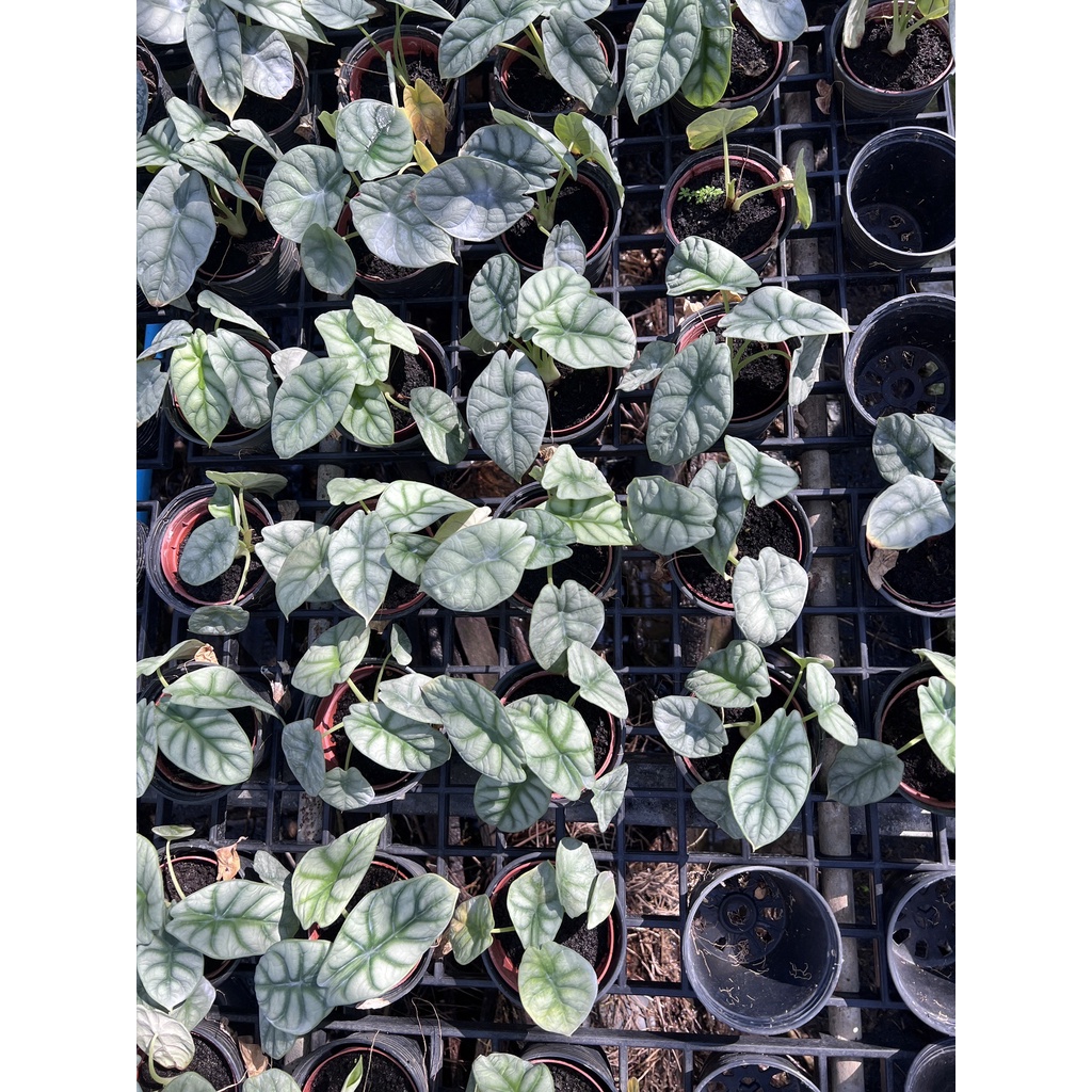 มุมมอง 2