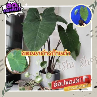 ่บอนนาด่าง ก้านดำ ด่างๆ #Colocasia esculenta aquatilis Hasskvariegated# บอนนาไทยด่าง #Siam ด่างสวยงามมาก (1 ต้น/แพ็ค)