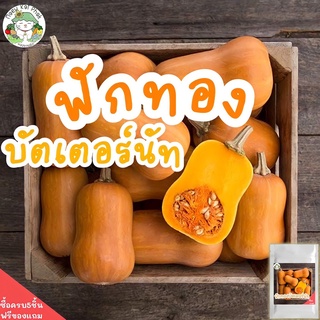 เมล็ดพันธุ์ ฟักทองบัตเตอร์นัท 25 เมล็ด Waltham Butternut Squash เมล็ดพันธุ์แท้ นำเข้าจากต่างประเทศ ฟักทอง ปลูกง่าย ขายดี