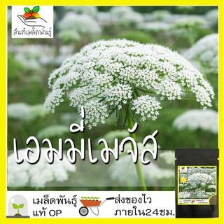 เมล็ดพันธุ์ เอมมี่เมจัส 150 เมล็ด Ammi Majus seed เมล็ดพันธุ์แท้ นำเข้าจากต่างประเทศ ปลูกผัก สวนครัว ช่อดอกไม้