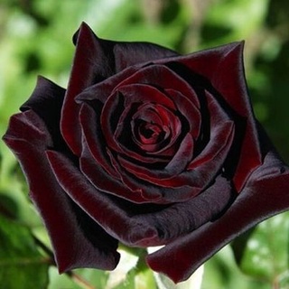 25 เมล็ด เมล็ดกุหลาบ สีดำ ดอกใหญ่ กุหลาบ  Rose seeds