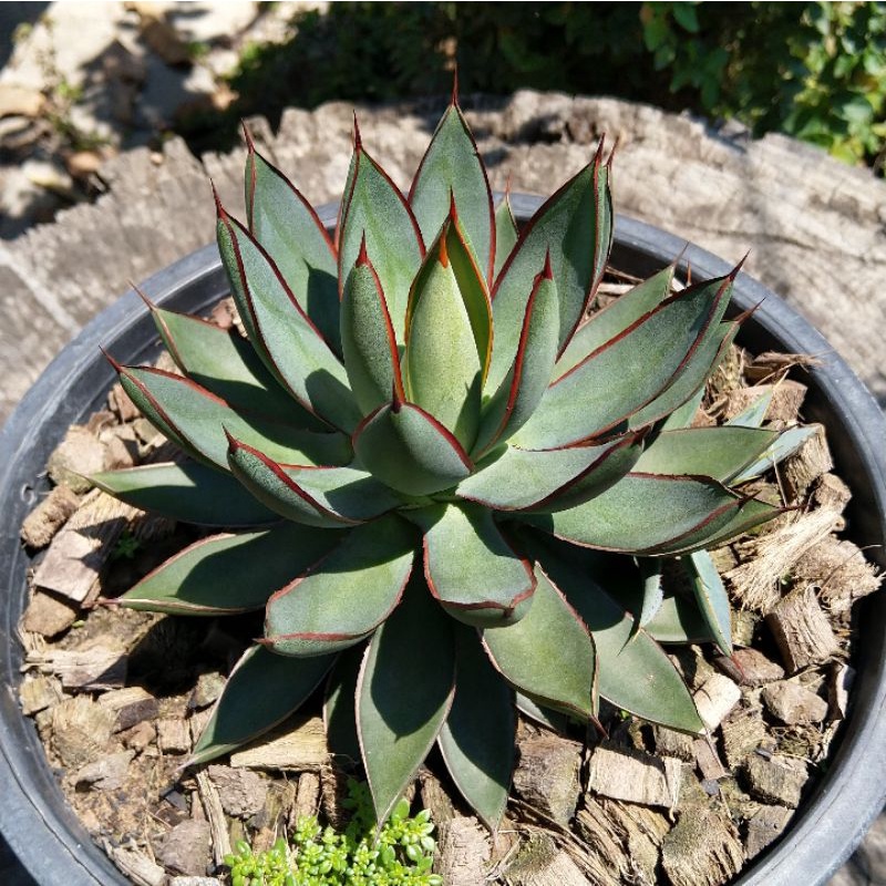 อากาเว่ Agave burnt burgundy