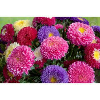 Aster Mixed เมล็ดดอกแอสเตอร์ รวมสี