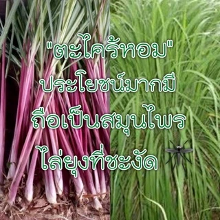 🦟สเปรย์​กันยุง"ตะไคร้หอม" ขวดใหญ่ ออแกนิก🍃