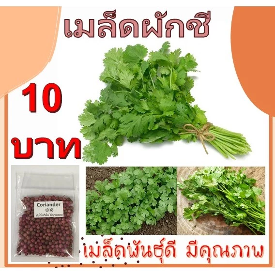 เมล็ด ผักชี ผักพื้นบ้าน เมล็ดผัก ผักสวนครัว ราคาถูก 10 บาท Coriander