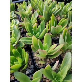 คราสซูลาคาพิเทลลา Crassula capitella Thunb. 🪴🔥🪴🔥🪴🔥🪴