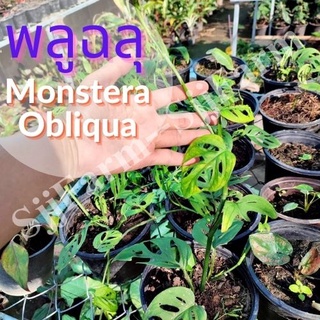 1 ต้น พลูฉลุ Monstera obliqua ต้นไม้ในร่ม ต้นไม้ฟอกอากาศ  ไม้มงคล จัดส่งพร้อมกระถาง 1-3 วันได้รับ