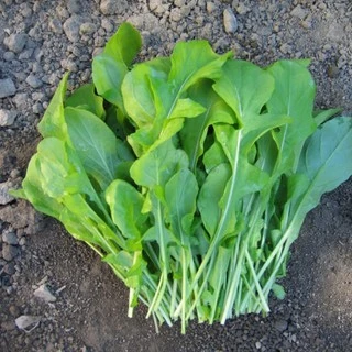 เมล็ดพันธุ์ ผักร็อคเก็ต Slow Bolt Arugula Seed บรรจุ 500 เมล็ด คุณภาพดี ของแท้ 100%