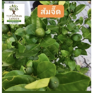 ส้มจี๊ด ส้มมะปรี้ด ผลไม้มงคล มีวิตามินซีสูง ดอกมีกลิ่นหอม  กระถาง 11 นิ้วต้นไม้สูง 100 ซม กำลังออกลูกเต็มต้นเลยค่ะ