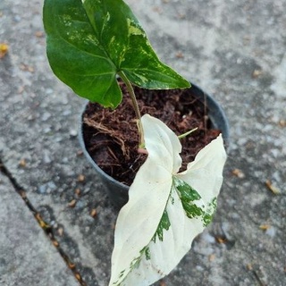 Syngonium podophyllum Variegeted Holland เงินไหลมาด่างขาว🌱 ใบด่างสวย ไม้มงคล เงินไหลมา รับทรัพย์ ไม้ฟอกอากาศในบ้าน🌱