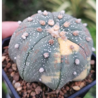 แอสโตร​ไ​ฟตั้​ม​  #แคสตัส castus​ astrophytum แอสโตร แอสโตร​ไ​ฟตั้​ม แอสโตรไฟตัม กระบองเพชร แอสโตรวี