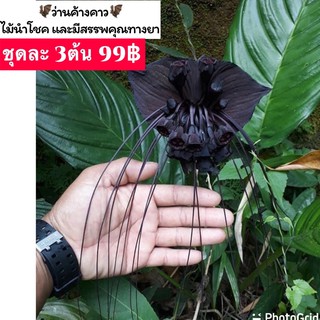 🦇ว่านค้างคาว🦇(ส่งทั้งใบ)🌿#ได้ไปชุดละ3ต้น คละไซต์